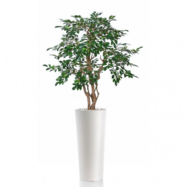 Planta semi-artificiala Ila, Ficus Retusa Stylish Green - 180 cm